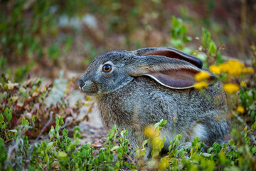 Cape scrub hare (Lepus saxatilis), also known as ribbokhaas, in dense undergrowth near historic Wupperthal village, Cederberg Mountains, Western Cape, South Africa. Nocturnal animal in fynbos habitat.