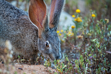 Cape scrub hare (Lepus saxatilis), also known as ribbokhaas, in dense undergrowth near historic Wupperthal village, Cederberg Mountains, Western Cape, South Africa. Nocturnal animal in fynbos habitat.