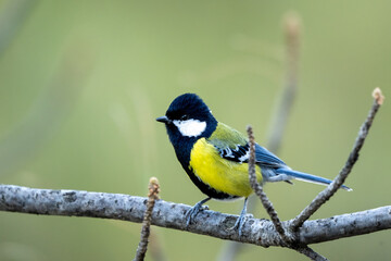 Obraz premium High-altitude songbird Green-backed Tit on a natural forest branch