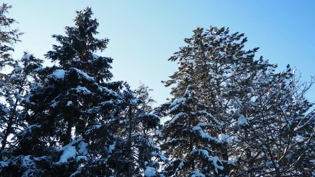 Snow-covered Fir Spruce and Pine trees against blue sky. Consequences of Winter storm. Meteorological condition. Climate change. Weather forecast. Solar anticyclone. Coniferous forest. Christmas tree