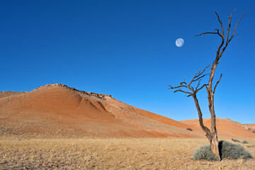 Dead tree in Namib Desert