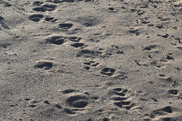 Footprints, animal tracks of different sizes and shapes on the sand
