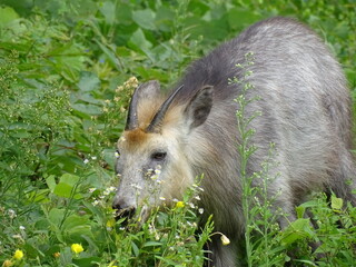 ニホンカモシカ