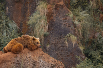 Brown Bear Resting on a Rock in a Natural Environment