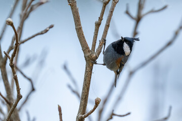 Fototapeta premium Authentic nature shot showing the petite Coal Tit bird on a perch, perfectly representing the biodiversity of European and Asian woodlands.