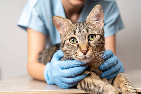 Veterinarian examining pet on table in veterinary clinic, Veterinary caring of a cute cat, healthcare of your pet. Pet Health Check Up. Caring Veterinarian Examining And Comforting a Cat During