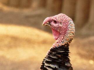 A close-up of a turkey's head. A bird with feathers, a turkey. A domestic animal.