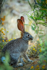 Cape scrub hare (Lepus saxatilis), also known as ribbokhaas, in dense undergrowth near historic Wupperthal village, Cederberg Mountains, Western Cape, South Africa. Nocturnal animal in fynbos habitat.