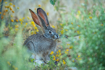 Cape scrub hare (Lepus saxatilis), also known as ribbokhaas, in dense undergrowth near historic Wupperthal village, Cederberg Mountains, Western Cape, South Africa. Nocturnal animal in fynbos habitat.