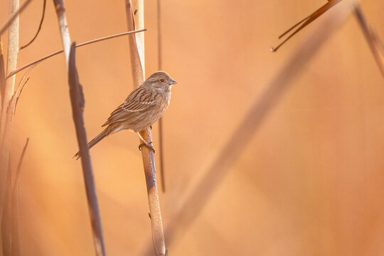 Rock bunting resting on branch appears sharp within closeup frame