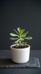 A healthy green succulent plant grows in a white ceramic pot on a dark slate coaster