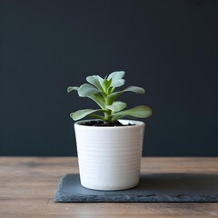 A small green succulent plant grows in a white ceramic pot on a wooden table
