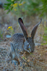Cape scrub hare (Lepus saxatilis), also known as ribbokhaas, in dense undergrowth near historic Wupperthal village, Cederberg Mountains, Western Cape, South Africa. Nocturnal animal in fynbos habitat.