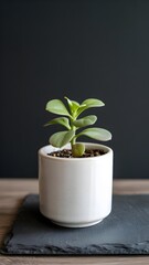 A small succulent plant in a white pot sits on a dark slate coaster atop a wooden surface