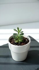 A small succulent plant with thick green leaves grows in a white ceramic pot filled with dark soil