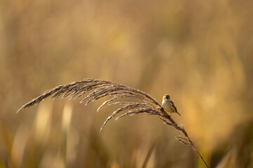 Sind Jungle Sparrow Passer pyrrhonotus foraging on a tall grass stem