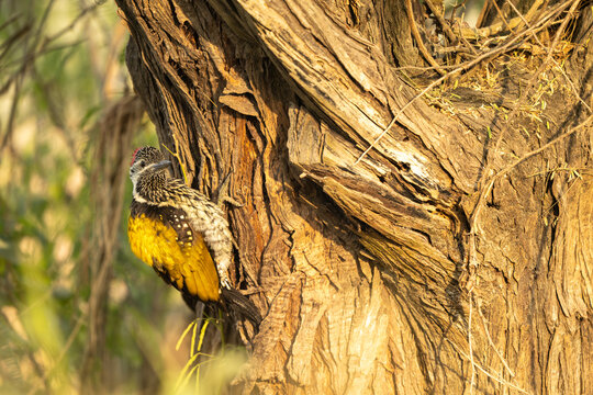 Black rumped flameback feeding actively on tree trunk within tropical forest