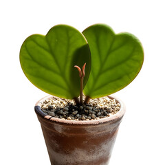 green plant in a pot