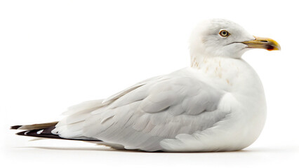 Fototapeta premium Seagull resting on a flat surface in a simple setting during daytime with natural light