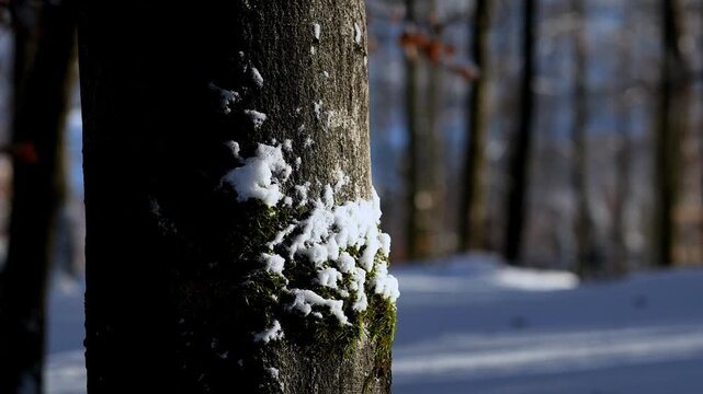 beatiful nature in winter 4k 25fps video