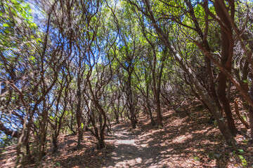 Fototapeta premium Narrow dirt path winds through a dense forest of gnarled, twisting trees