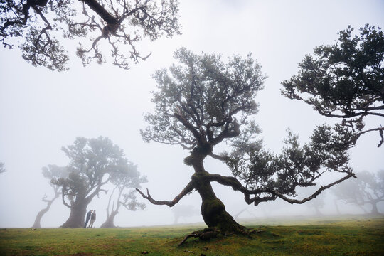 Famous tree in the Fanal forest, Madeira-Portugal. 