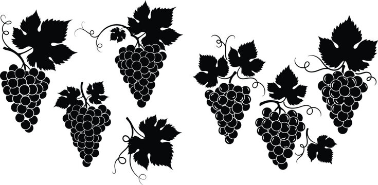 Assortment of grape vine silhouettes with lush leaves and ripe fruit clusters, perfect for wine production themes