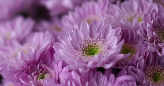 beautiful bush chrysanthemums gathered in large quantities in a bouquet for giving on holidays, a bouquet with bright, fresh and fragrant chrysanthemums