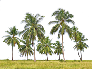 Tropical palm trees on grassy terrain, the image conveys a sense of exotic beauty and a tropical ambiance.