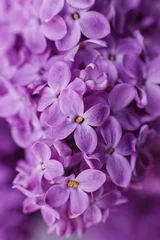 Fototapeten Lila Purple floral texture with blooming lilac flowers  © E