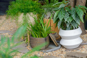 屋外の砂利敷きガーデンに並ぶ多様な観葉植物　サンセベリアやベゴニアを配したナチュラルな外構と庭づくり