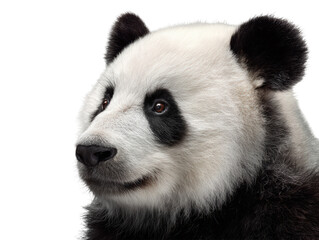 Fototapeta premium Panda Close-Up Portrait
