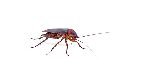 cloceup brown cockroach on a white background,isolated