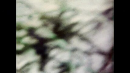 Ants carrying beetle in anthill, close up macro. Worker ants group cooperating in grass. Collective behavior, teamwork, survival in natural ecosystem. Old film. Archival retro 1970s. Vintage archive