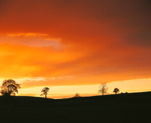 Naklejka premium A wide landscape at sunset with silhouetted trees along a gently sloping horizon, under a dramatic sky filled with warm orange and amber clouds.