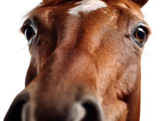 close-up of a curious horse, a detailed close-up photograph of a horse's face capturing its inquisitive and curious expression. perfect for equine enthusiasts and animal-themed projects