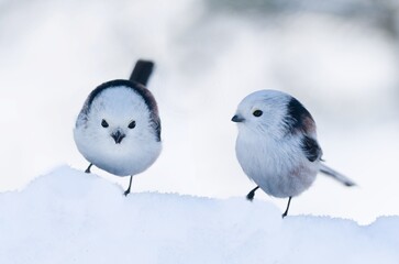 Winter scene with two cute long tailed tit. Aegithalos caudatus