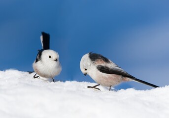 Winter scene with two cute long tailed tit. Aegithalos caudatus. Two long tailed tit sitting in the snow. 