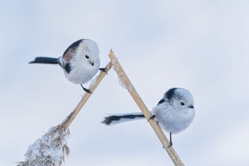 Winter scene with two cute long tailed tit. Aegithalos caudatus. Two long teiled tit sitting on a reed stalk. 