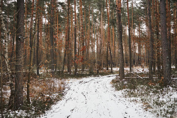 leśna droga,zima