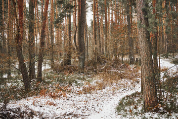 leśna ścieżka,zima 