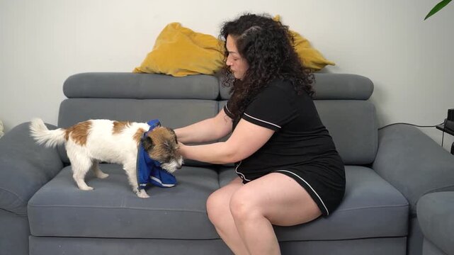 This video clip shows a woman tenderly dressing her small, white and brown dog in a blue garment on a grey sofa. Captures heartwarming pet care and daily domestic life.