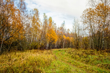 Fototapeta premium Bright birch forest in late autumn in cloudy weather