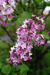 Close-up lilac flowers at spring. Shallow depth of field.