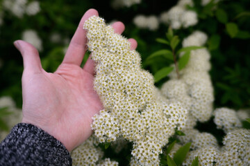 Human hand among blossoming flowers in nature's embrace.