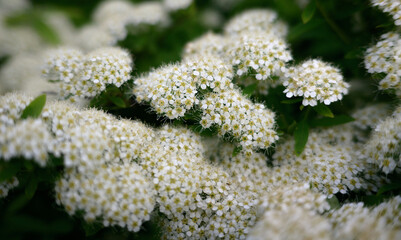 Close-up spiraea flowers at spring. Selective focus with shallow depth of field.