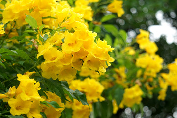 (Tecoma stans) Yellow elder Thong Urai with bright yellow flowers It looks like a bell or a trumpet or a trumpet, a small shrub 2-4 meters tall.