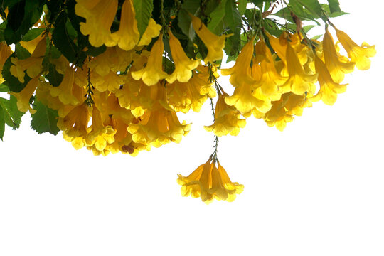 (Tecoma stans) Yellow elder Thong Urai with bright yellow flowers It looks like a bell or a trumpet or a trumpet, a small shrub 2-4 meters tall.