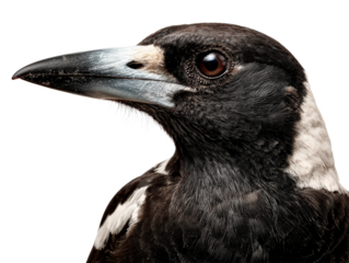 Close-Up of Australian Magpie's Profile 