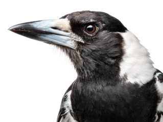 Black and White Bird Close-up 